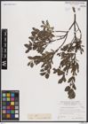 Foto von Salix breviserrata Flod.